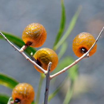 Western Soapberry has round fleshy
fruit that turns yellowish when mature and may remain on the tree until the next fruiting season. Sapindus saponaria